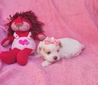 Lulu, a female Cockapoo for sale in Eatonton, GA – Photo 6 of 9