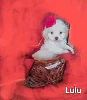 Lulu, a female Cockapoo for sale in Eatonton, GA – Photo 9 of 9