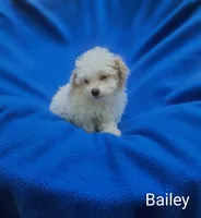 Bailey , a male Cockapoo for sale in Eatonton, GA – 3 of 8