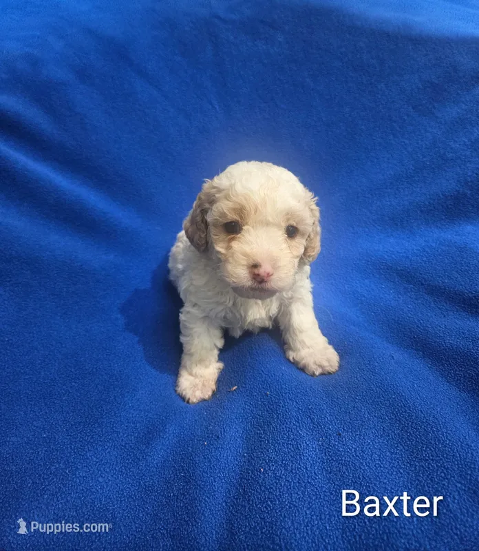 Baxter  – Cockapoo puppy for sale in Eatonton, GA