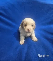 Baxter , a male Cockapoo for sale in Eatonton, GA – 1 of 4