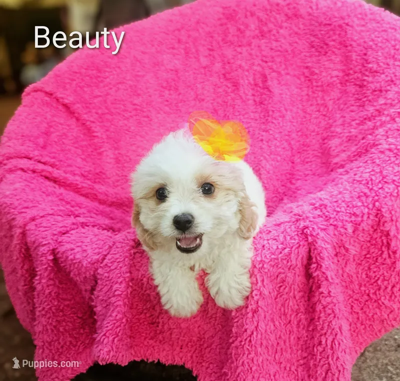 Stella – Cockapoo puppy for sale in Eatonton, GA