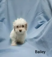 Bailey , a male Cockapoo for sale in Eatonton, GA – 1 of 8