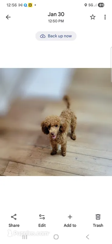 Jose – Poodle - Miniature  puppy for sale in Eatonton, GA