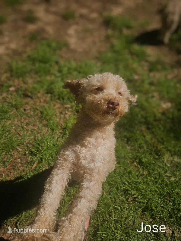 Jose – Poodle - Miniature  puppy for sale in Eatonton, GA