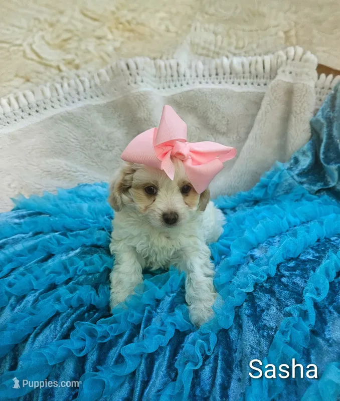 Sasha – Cockapoo puppy for sale in Eatonton, GA