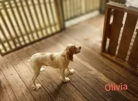 Olivia, a female Cocker Spaniel for sale in Eatonton, GA – 4 of 6