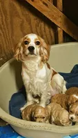 Olivia, a female Cocker Spaniel for sale in Eatonton, GA – 5 of 6