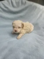 Bailey , a male Cockapoo for sale in Eatonton, GA – 2 of 5