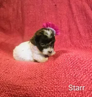 Starr, a female Cockapoo for sale in Eatonton, GA – 1 of 3