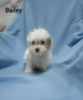 Bailey , a male Cockapoo for sale in Eatonton, GA – 4 of 8