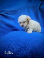 Bailey , a male Cockapoo for sale in Eatonton, GA – 7 of 8