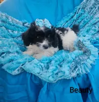 Beauty , a female Cockapoo for sale in Eatonton, GA – 4 of 7