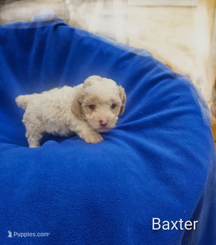Baxter  – Cockapoo puppy for sale in Eatonton, GA