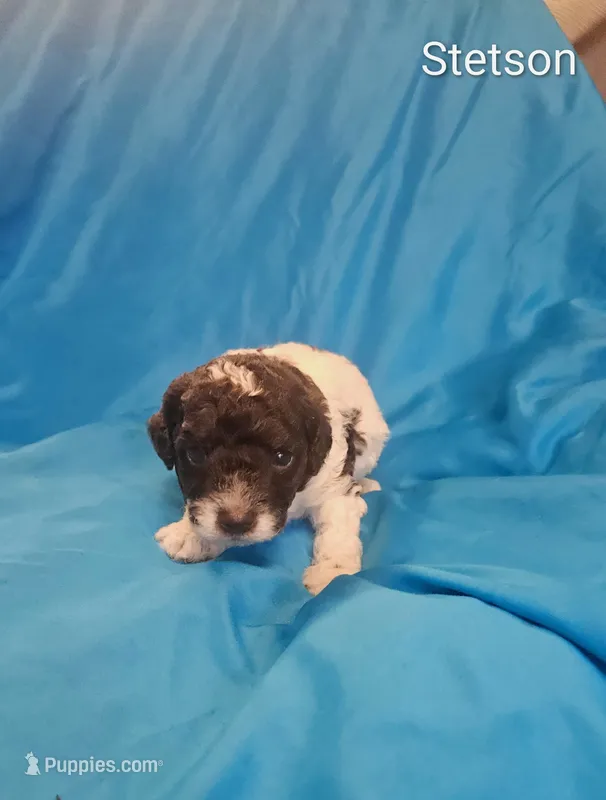 Stetson – Cockapoo puppy for sale in Eatonton, GA