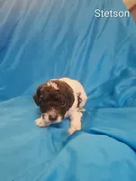 Stetson, a male Cockapoo for sale in Eatonton, GA – 2 of 4