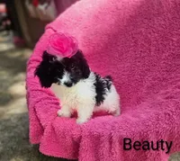 Beauty , a female Cockapoo for sale in Eatonton, GA – 5 of 7