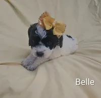 Belle, a female Cockapoo for sale in Eatonton, GA – 5 of 5