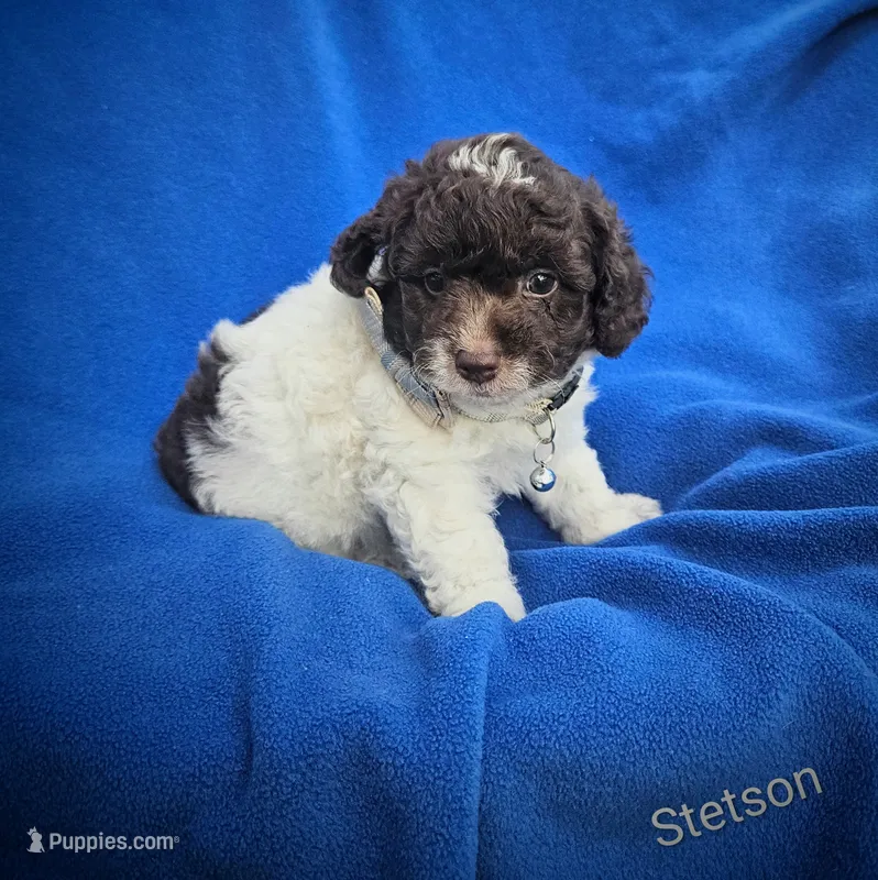 Stetson – Cockapoo puppy for sale in Eatonton, GA