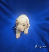 Baxter , a male Cockapoo for sale in Eatonton, GA – 3 of 4