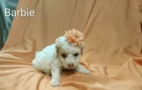 Barbie, a female Cockapoo for sale in Eatonton, GA – 3 of 5