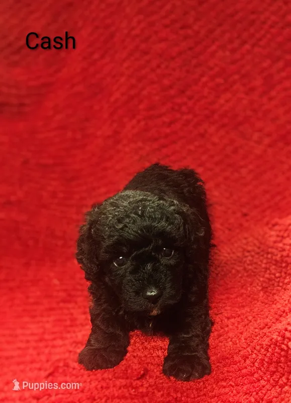 Cash – Poodle - Toy  puppy for sale in Eatonton, GA