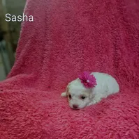 Sasha, a female Cockapoo for sale in Eatonton, GA – 2 of 3