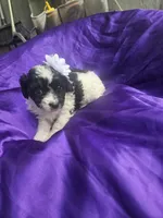 Beauty , a female Cockapoo for sale in Eatonton, GA – 3 of 3