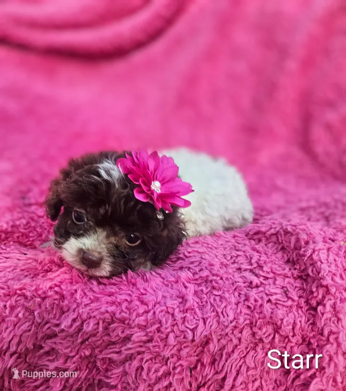 Starr – Cockapoo puppy for sale in Eatonton, GA