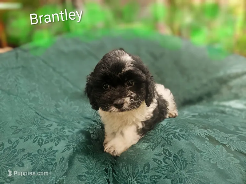 Brantley  – Cockapoo puppy for sale in Eatonton, GA
