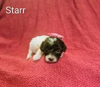 Starr, a female Cockapoo for sale in Eatonton, GA – 3 of 3