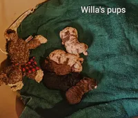Willas pups, a male Poodle - Miniature  for sale in Eatonton, GA – Photo 8 of 9
