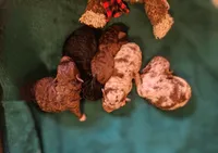 Willas pups, a male Poodle - Miniature  for sale in Eatonton, GA – Photo 4 of 9