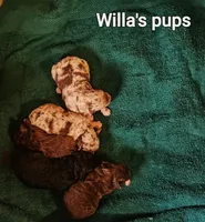 Willas pups, a male Poodle - Miniature  for sale in Eatonton, GA – Photo 6 of 9