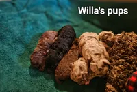 Willas pups, a male Poodle - Miniature  for sale in Eatonton, GA – Photo 9 of 9