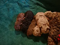 Willas pups, a male Poodle - Miniature  for sale in Eatonton, GA – Photo 3 of 9