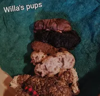Willas pups, a male Poodle - Miniature  for sale in Eatonton, GA – Photo 7 of 9