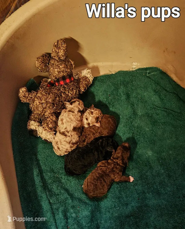 Willas pups, a male Poodle - Miniature  for sale in Eatonton, GA – Photo 1 of 9