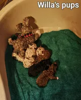 Willas pups, a male Poodle - Miniature  for sale in Eatonton, GA – Photo 1 of 9