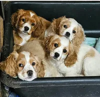 Olivia, a female Cocker Spaniel for sale in Eatonton, GA – 6 of 6
