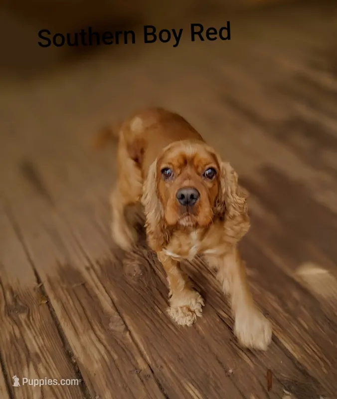 Southern Boy Red – Cocker Spaniel puppy for sale in Eatonton, GA