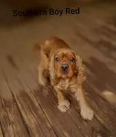 Southern Boy Red, a male Cocker Spaniel for sale in Eatonton, GA – 1 of 2