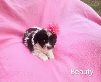 Beauty , a female Cockapoo for sale in Eatonton, GA – 4 of 10