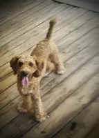 Kingston, a male Poodle for sale in Eatonton, GA – Photo 4 of 9