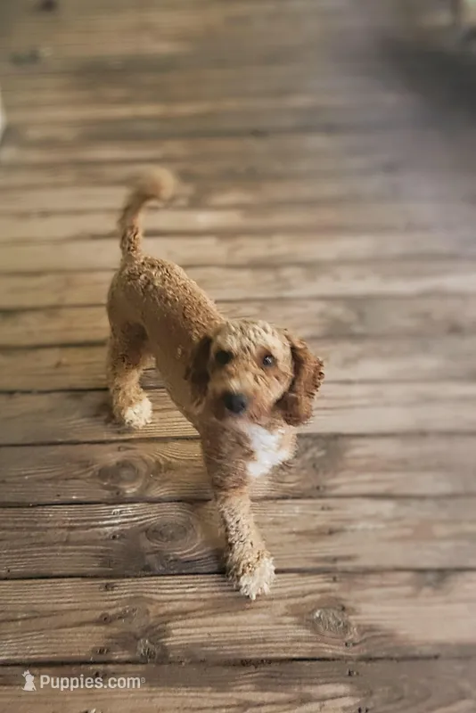 Kingston, a male Poodle for sale in Eatonton, GA – Photo 1 of 9
