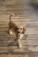 Kingston, a male Poodle for sale in Eatonton, GA – Photo 1 of 9