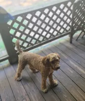 Kingston, a male Poodle for sale in Eatonton, GA – Photo 5 of 9