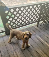 Kingston, a male Poodle for sale in Eatonton, GA – Photo 8 of 9