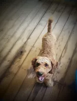 Kingston, a male Poodle for sale in Eatonton, GA – Photo 3 of 9