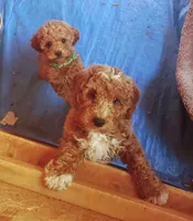 Kingston, a male Poodle for sale in Eatonton, GA – Photo 7 of 9